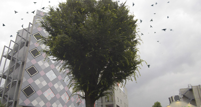 メイン写真、駅前などの樹木に集まるムクドリ対策